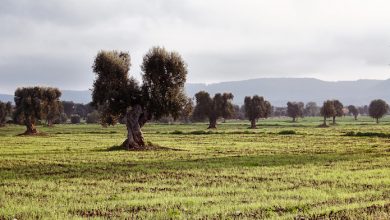 scovare le piante infette da Xylella