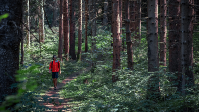 forest bathing benefici