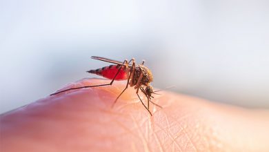 Una zanzara punge una persona