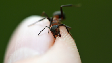 una formica di fuoco su un dito di una persona