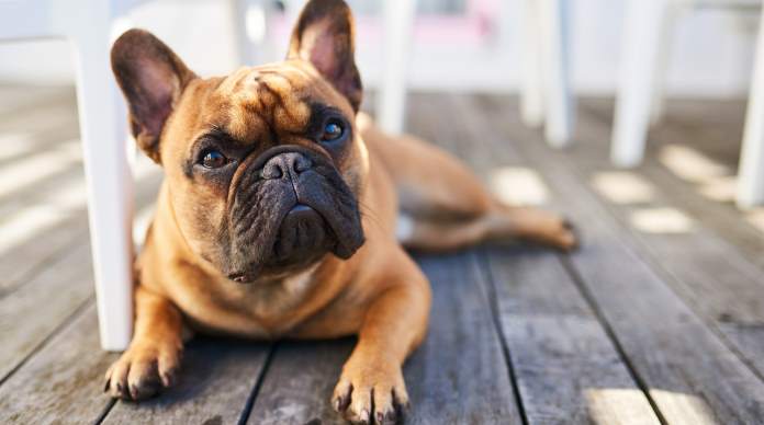 cibi che i cani non devono mangiare