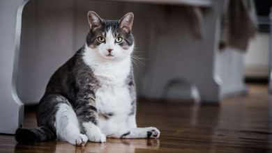 gatti con aviaria gli esperti tranquillizzano