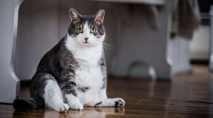 gatti con aviaria gli esperti tranquillizzano